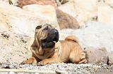 SHAR-PEI 294